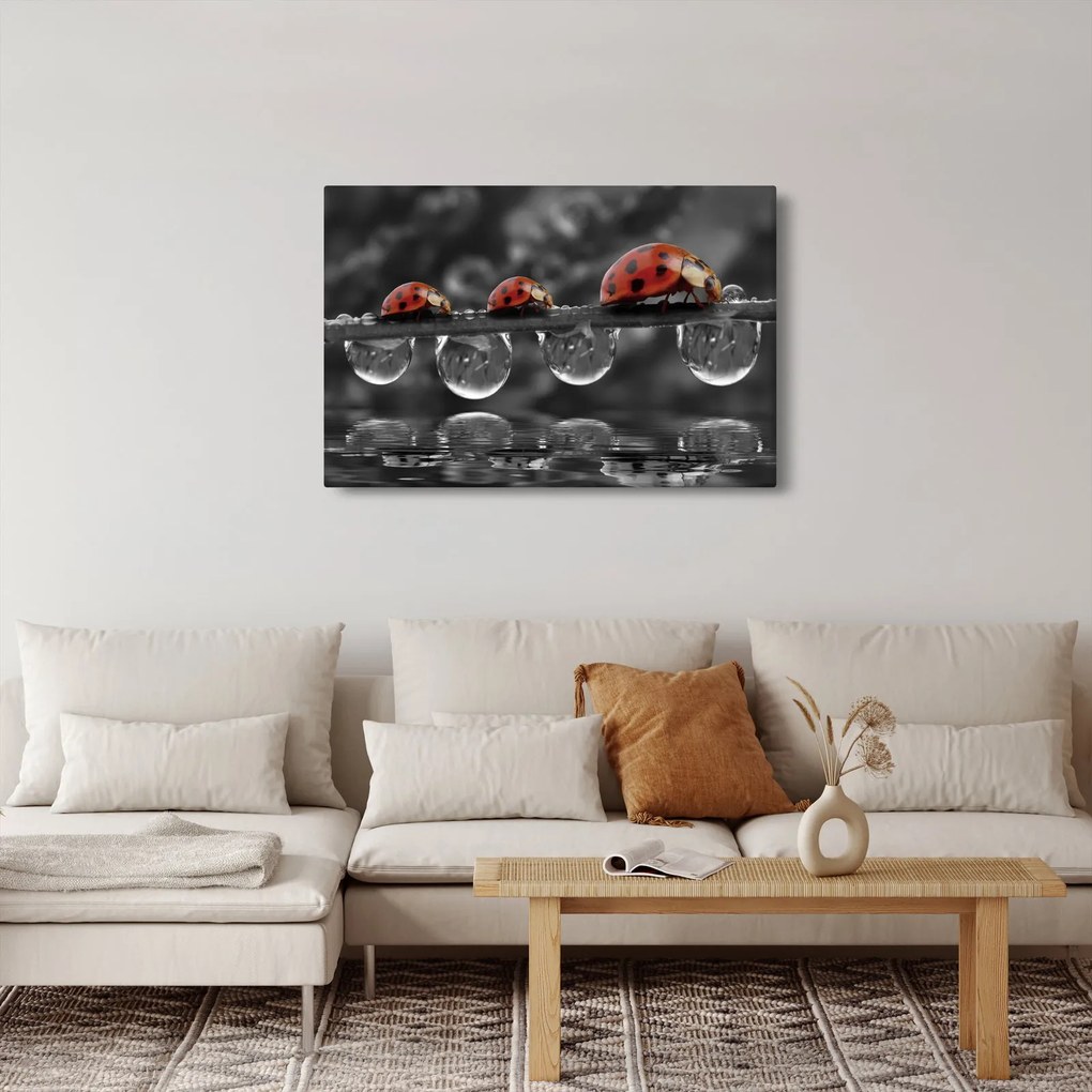 Obraz - Lienka sedembodková, čiernobiela (90x60 cm)