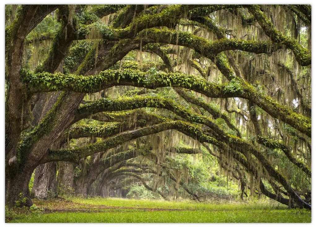 Sklenený obraz - Oaks Avenue, Charleston, Južná Karolína, USA (70x50 cm)