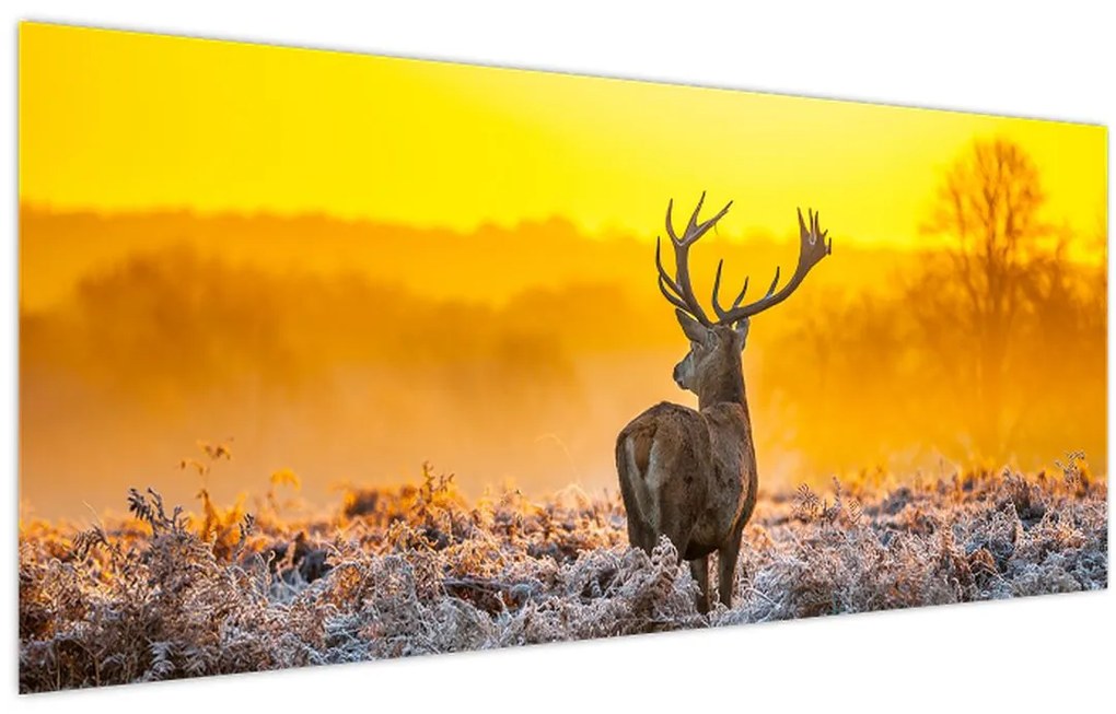 Obraz - Jeleň pri východe slnka (120x50 cm)