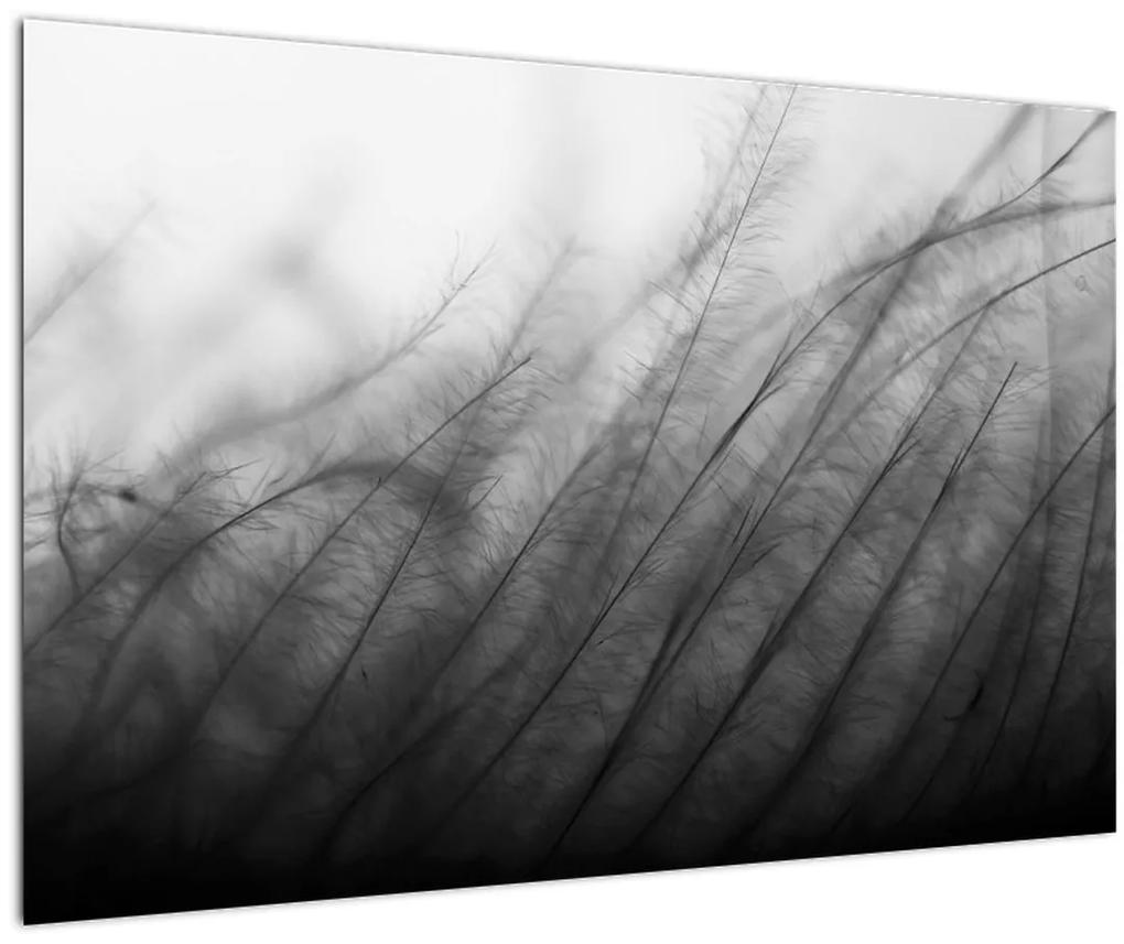 Obraz - Tráva vo vetre (90x60 cm)