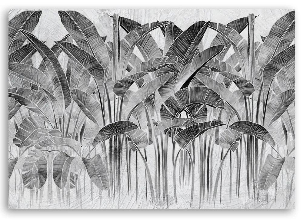 Obraz na plátně, Šedé banánové listy - 60x40 cm