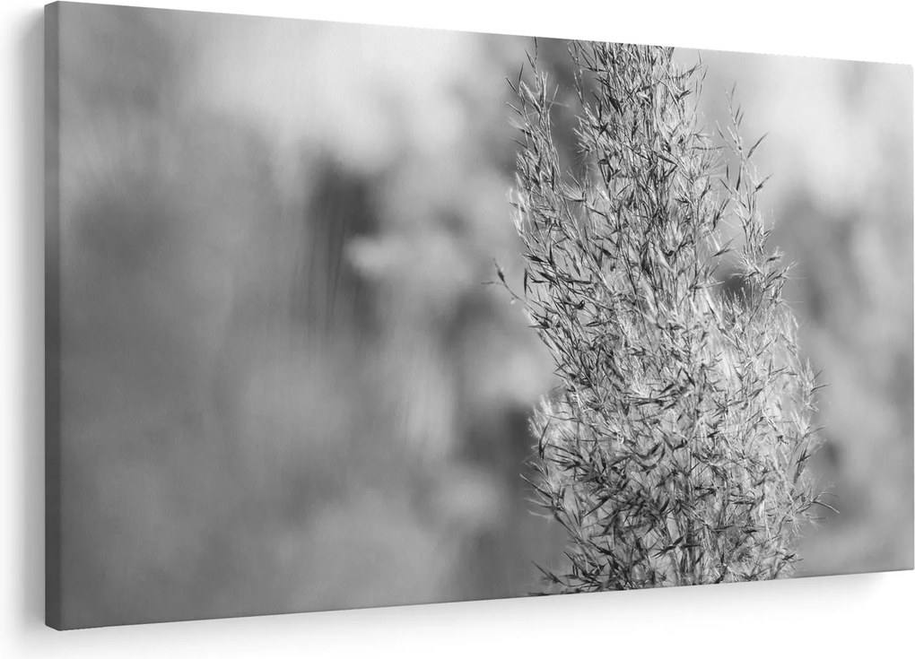 Obraz - Boho pampas grass (90x60 cm)