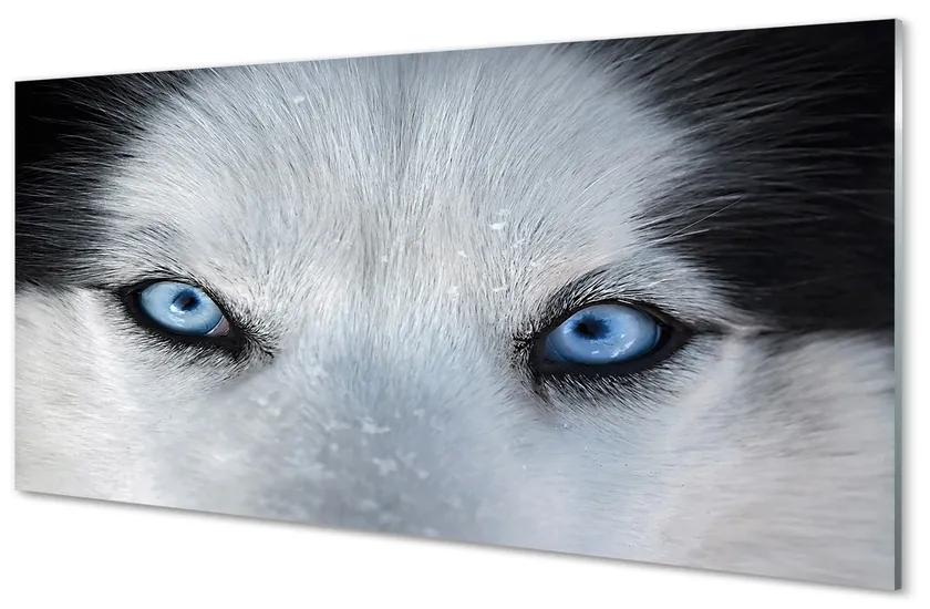 Sklenený obraz wolf Eyes 140x70 cm