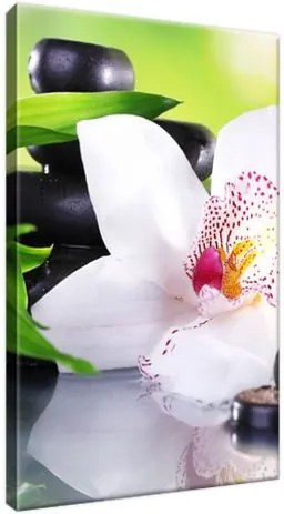 Obraz na plátne Biela orchidea a kamene 20x30cm 1995A_1S