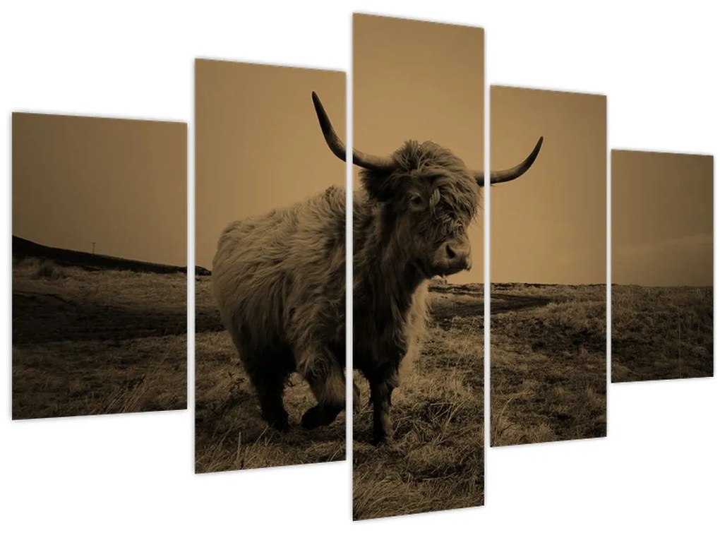 Obraz - Škótska krava v behu (150x105 cm)