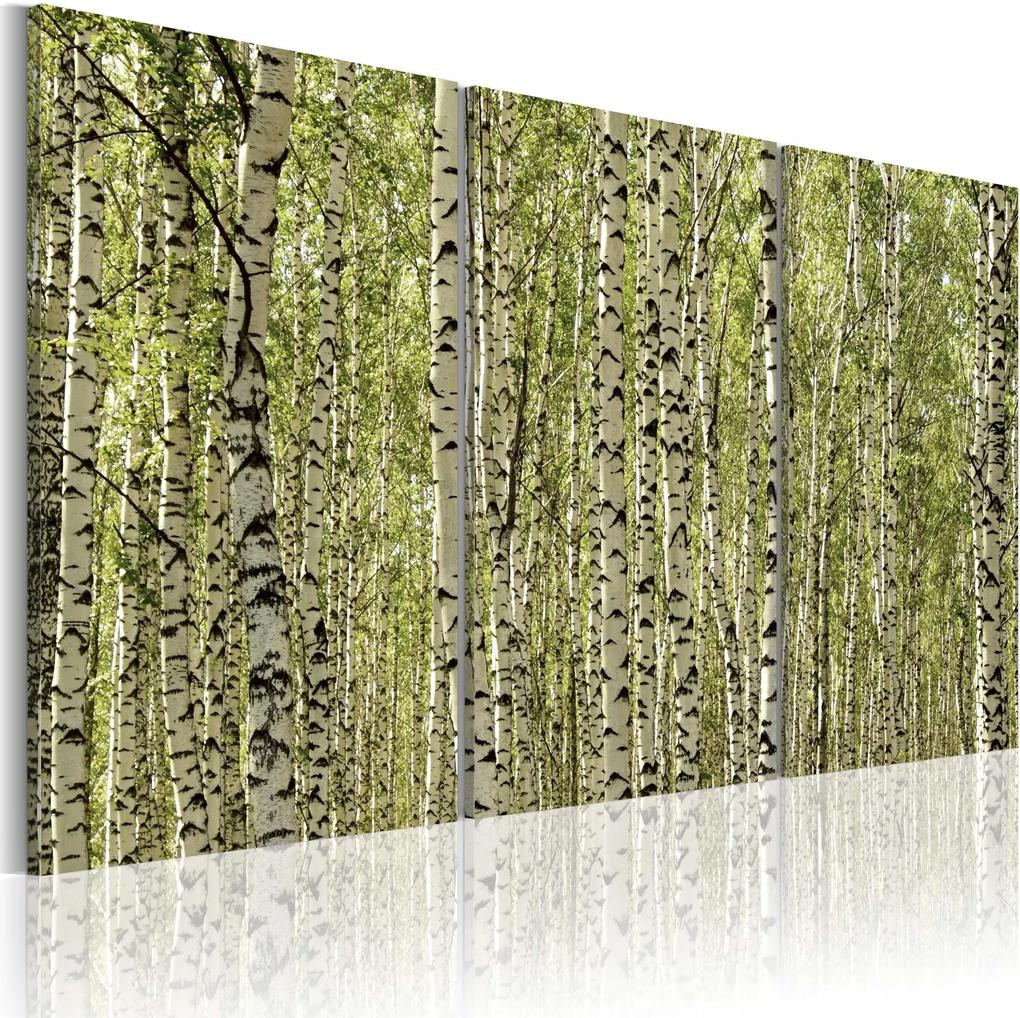 Obraz - A forest of birch trees 120x80