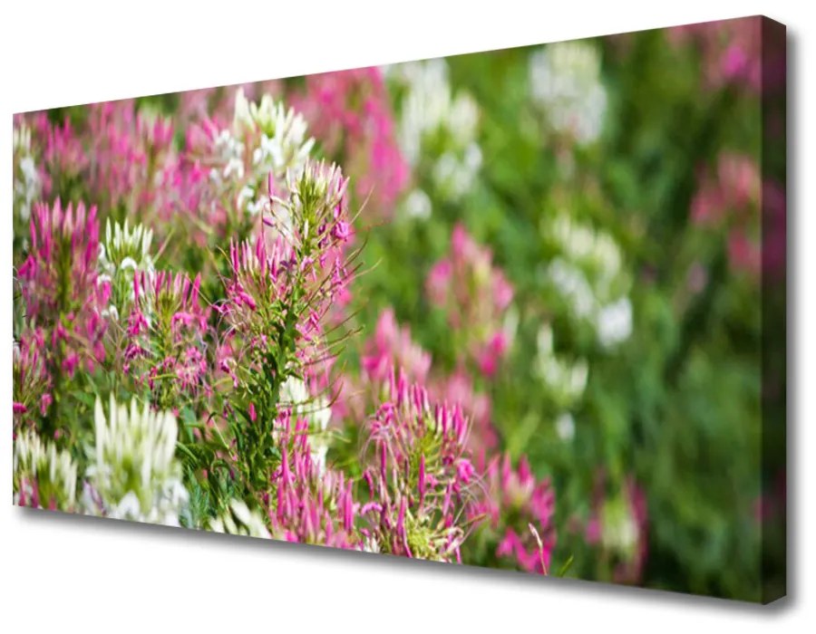 Obraz Canvas Poľné kvety lúka príroda 120x60 cm