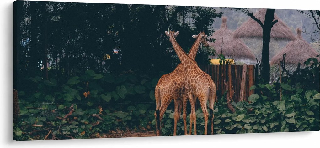Obraz dvoch žiráf (120x50 cm)