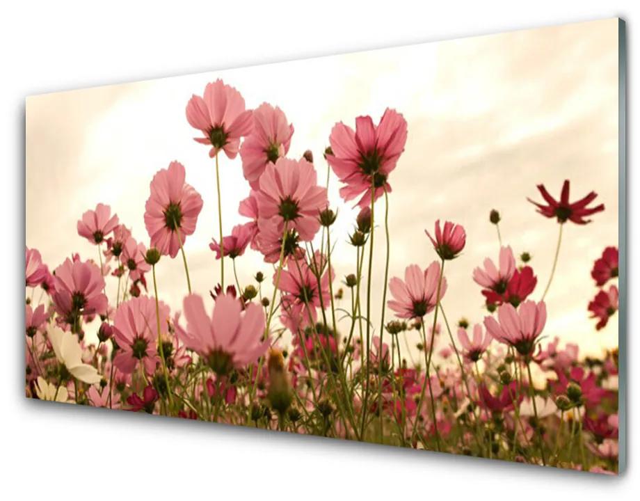 Skleneny obraz Poľné kvety lúka príroda 120x60 cm