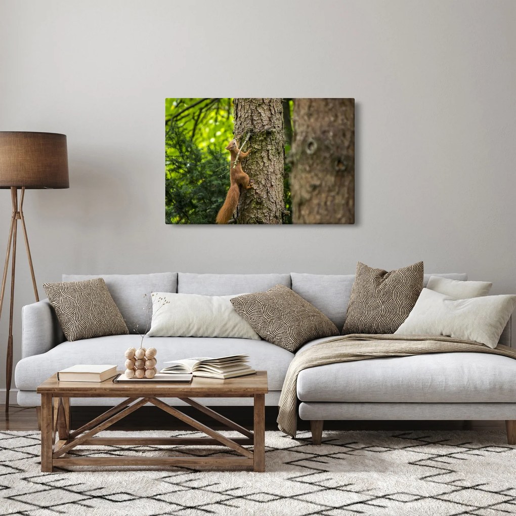 Obraz - Veverička (90x60 cm)