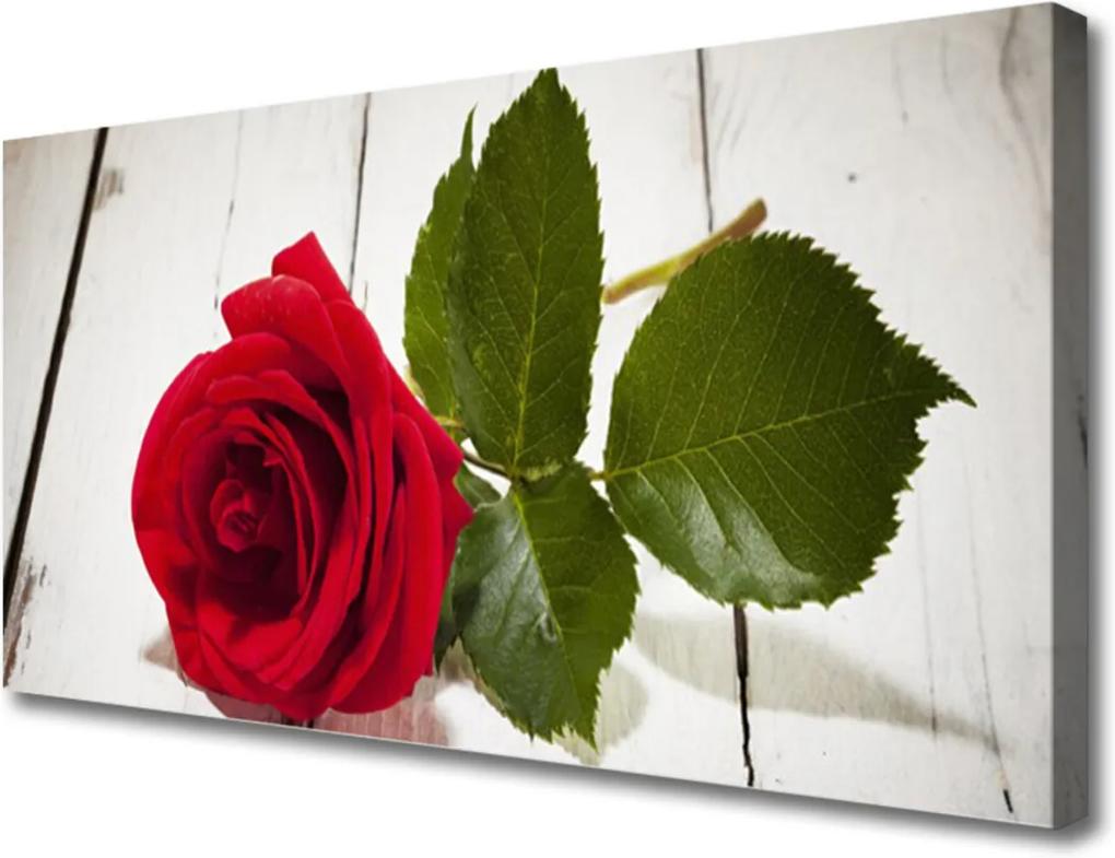 Obraz Canvas Ruže Kvet Rastlina