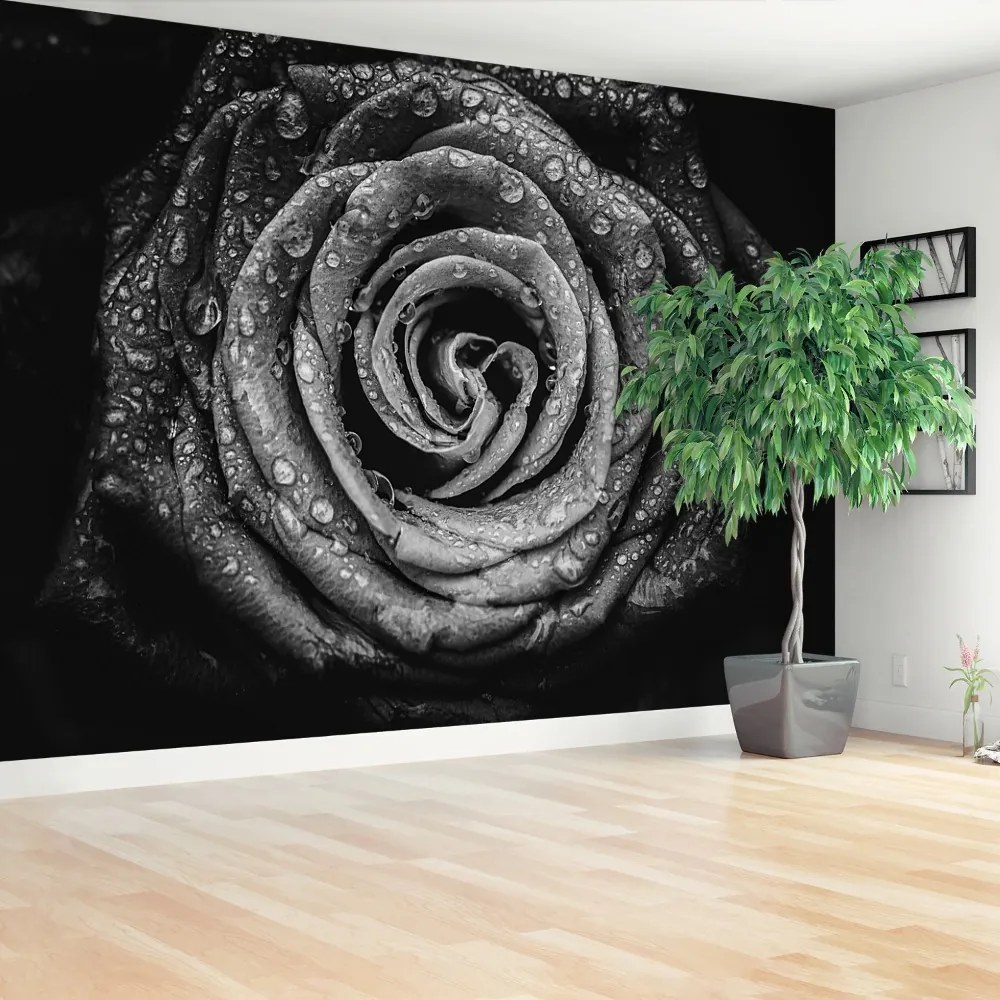 Fototapeta Vliesová Ruža čierna 104x70 cm