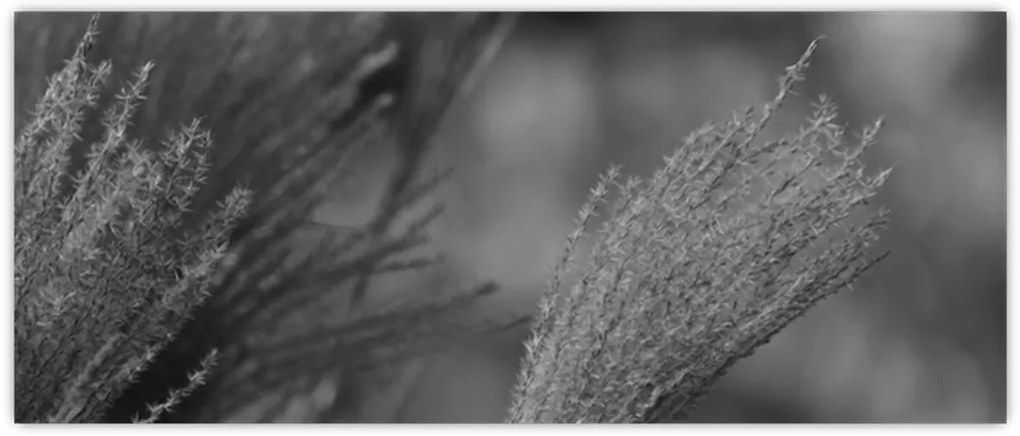 Obraz - Sušená pampová tráva (120x50 cm)