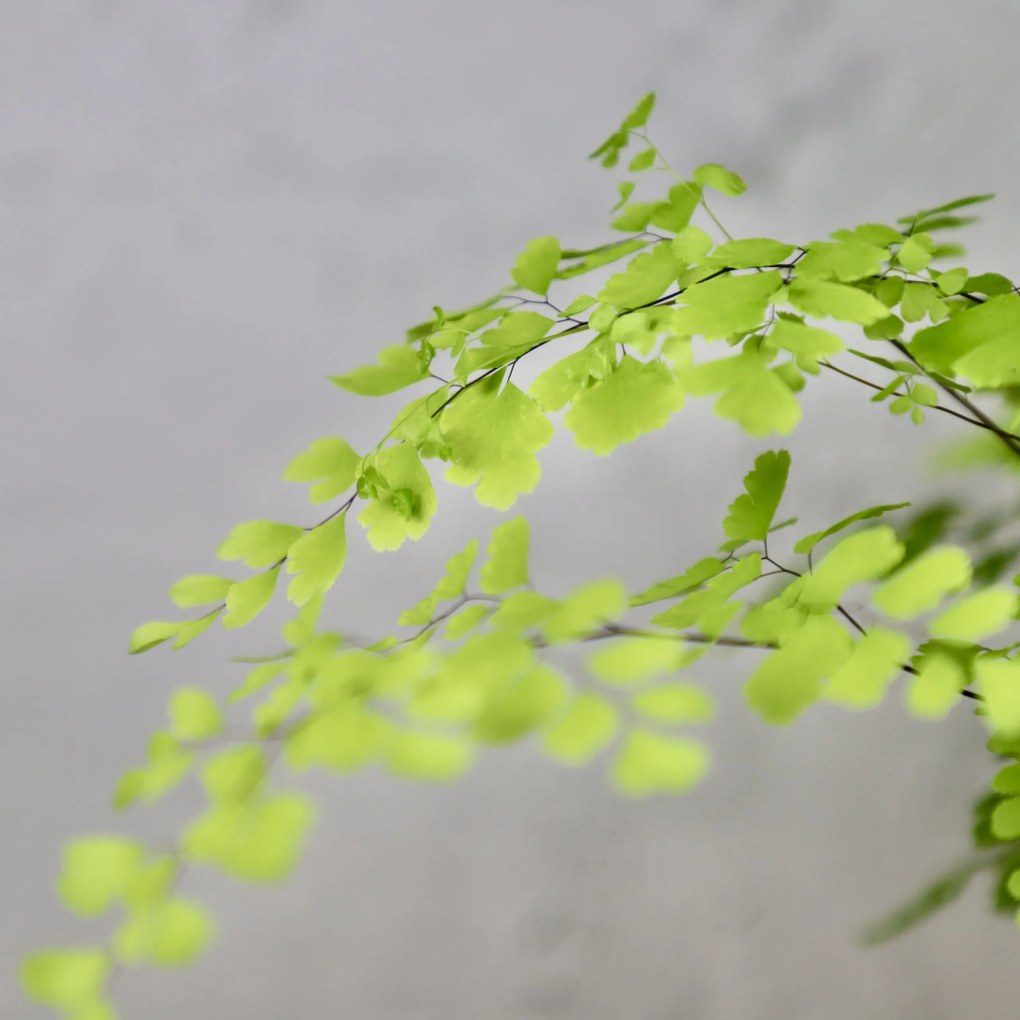 Adiantum Raddianum Fragrans