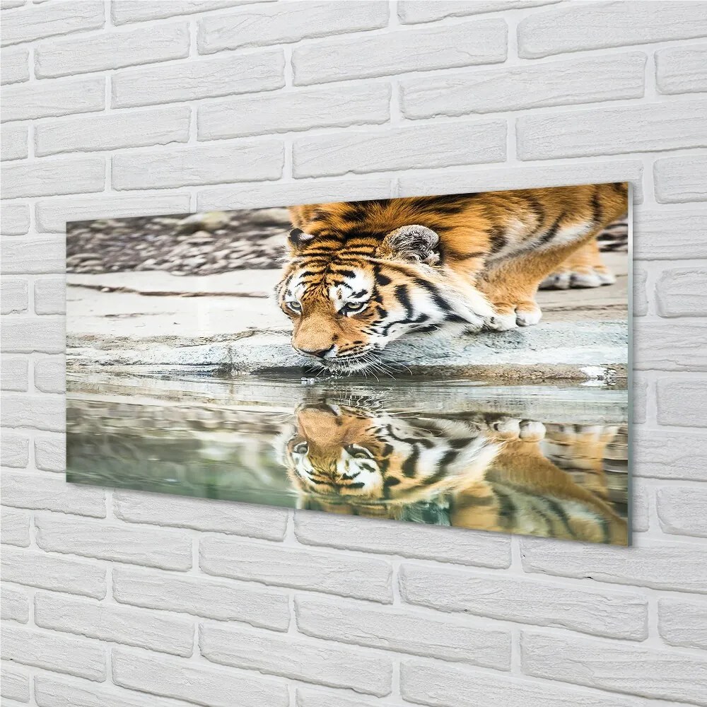 Sklenený obraz tiger pitie 125x50 cm