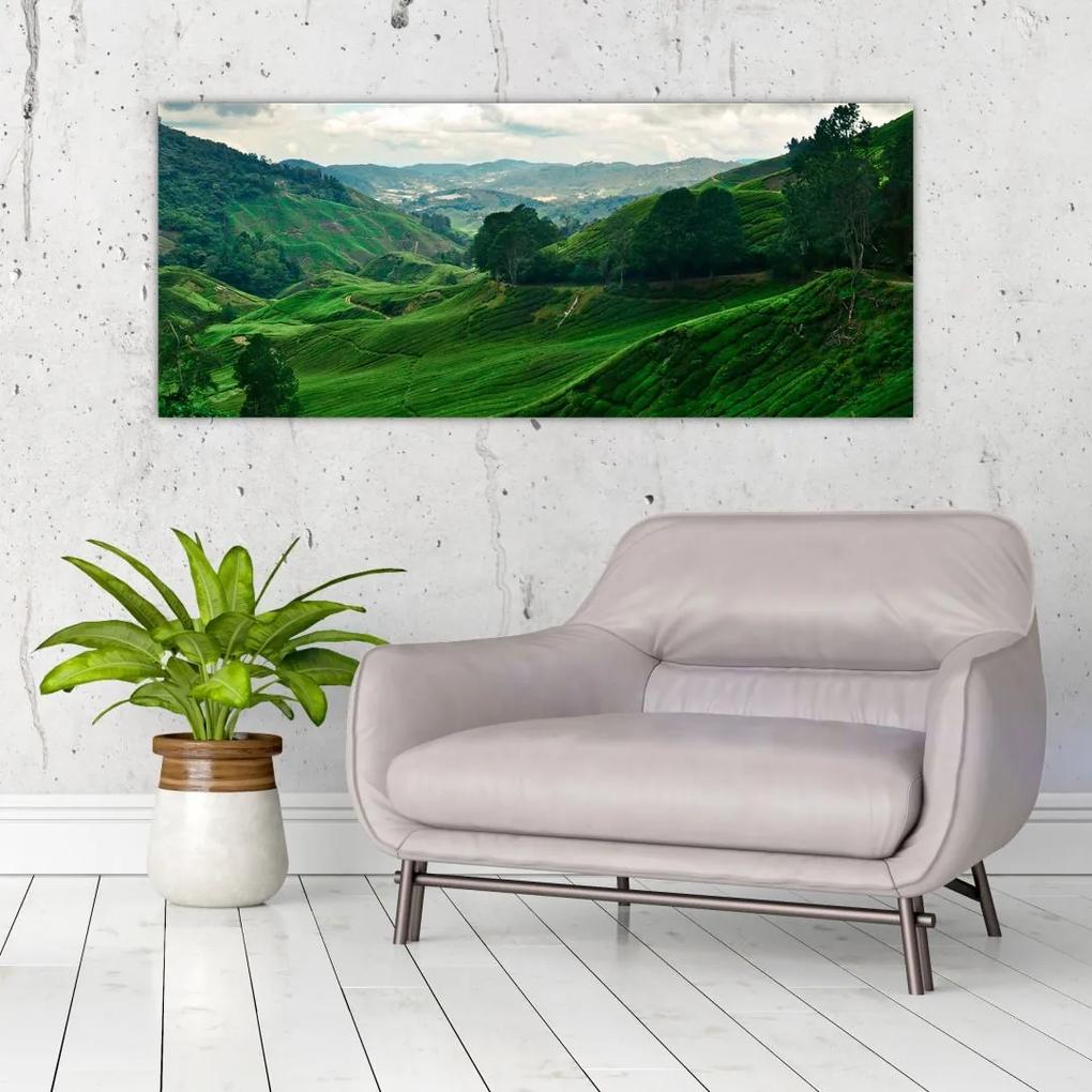 Obraz - Čajové plantáže v Malajzii (120x50 cm)