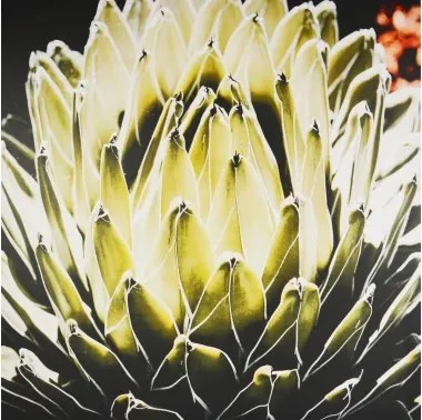 Obraz na plátne Agáve kráľovská, 80x80 cm%