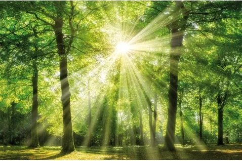 Obraz na stenu Zelený les, 118x78 cm%