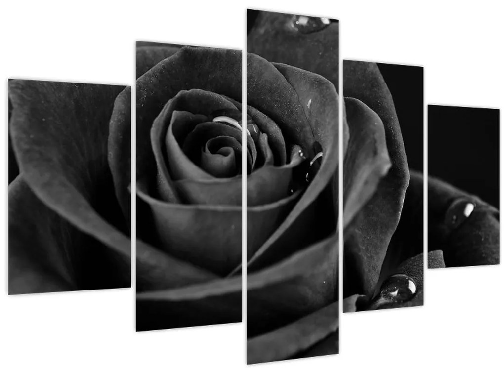 Obraz - Červená ruža (150x105 cm)