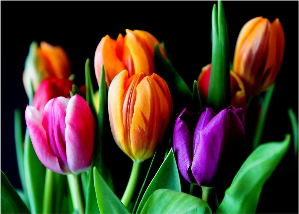 Sklenený obraz tulipánov na čiernom pozadí (70x50 cm)