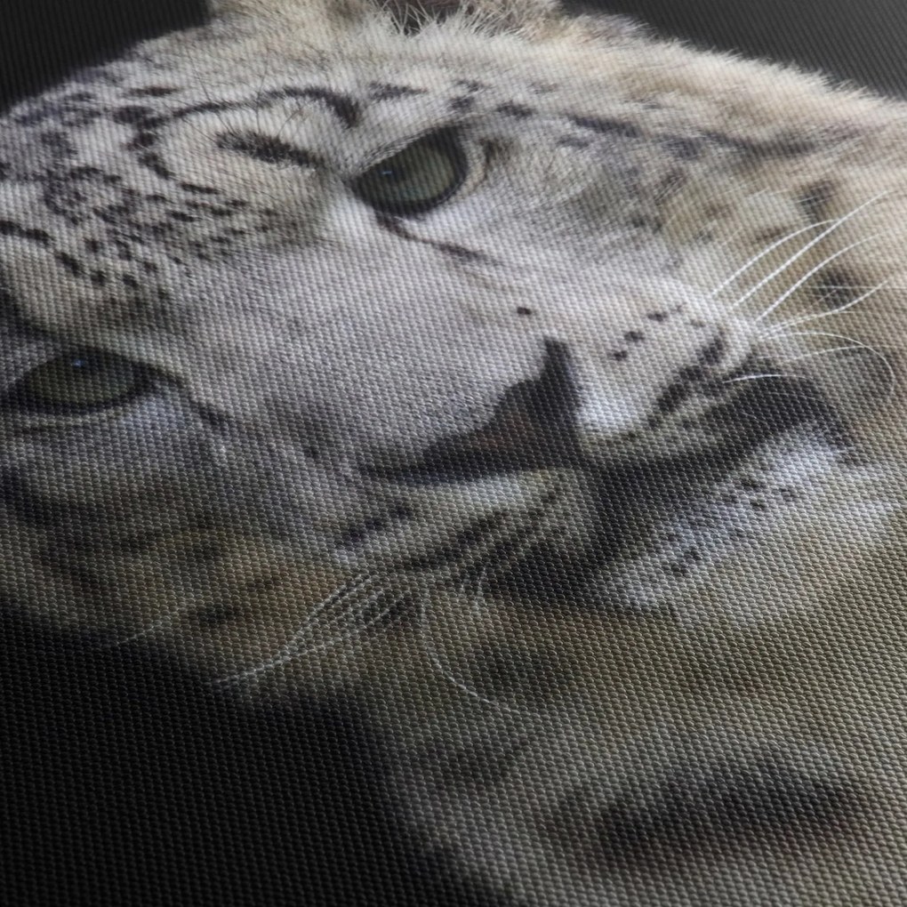 Obraz - Leopard snežný (90x60 cm)