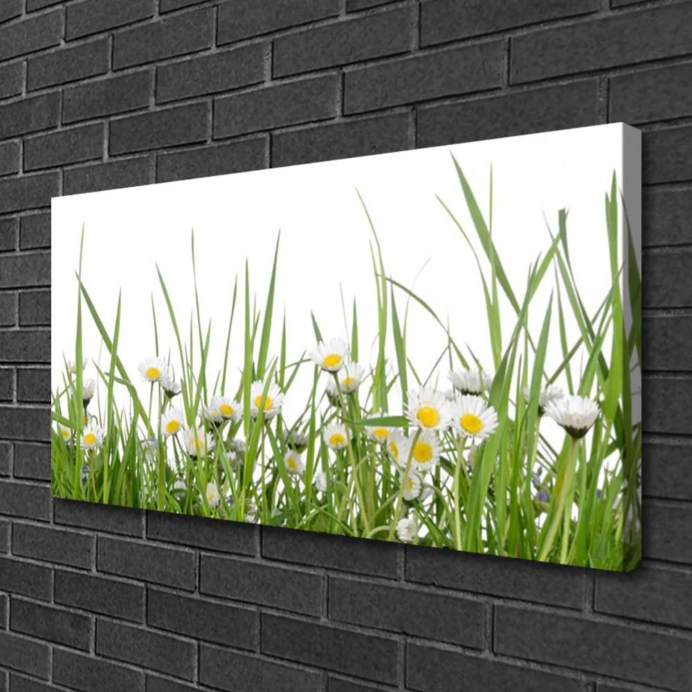 Obraz na plátne Tráva sedmokrásky príroda 100x50 cm