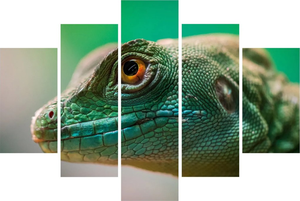 Detailný obraz jaštera (150x105 cm)