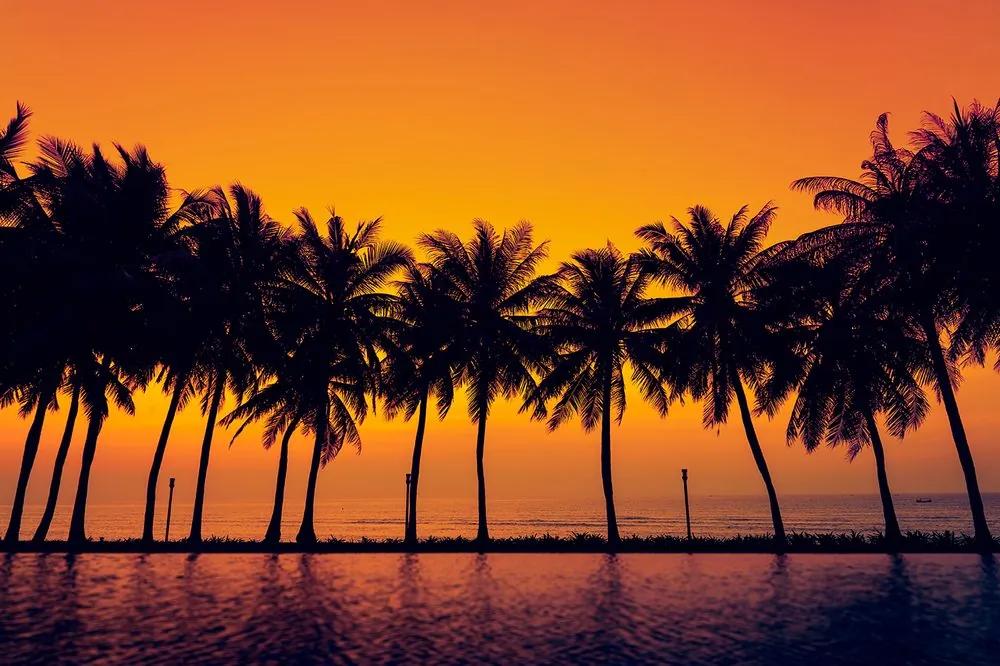 Samolepiaca tapeta palmy pri západe slnka