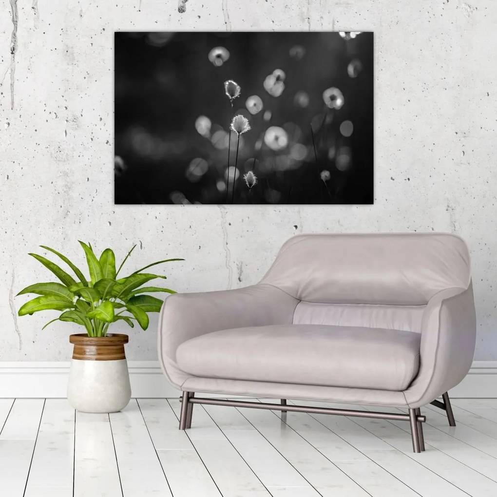 Obraz - Cottongrass na lúke (90x60 cm)