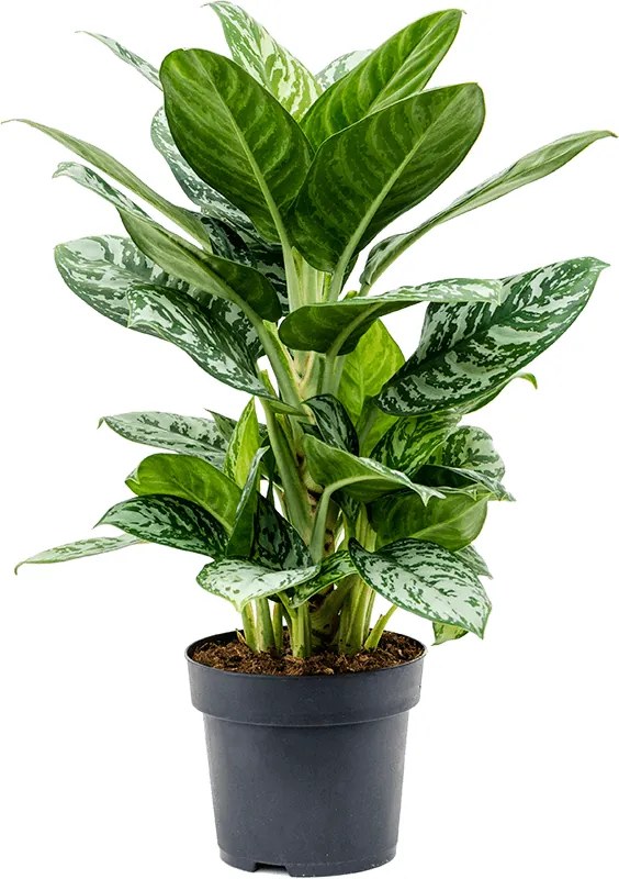 Aglaonema Amazon Silver 19x65 cm