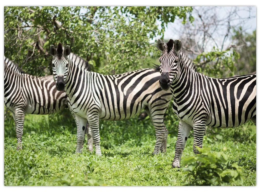 Obraz so zebrami (70x50 cm)