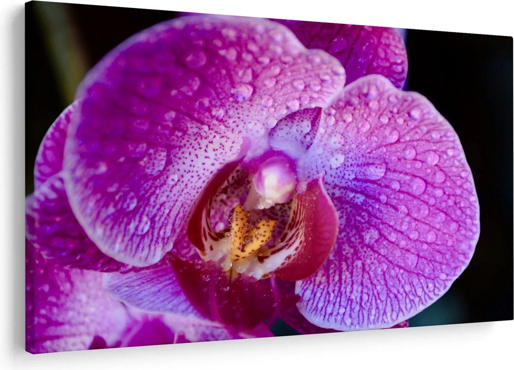 Detailný obraz kvetu orchidey (90x60 cm)