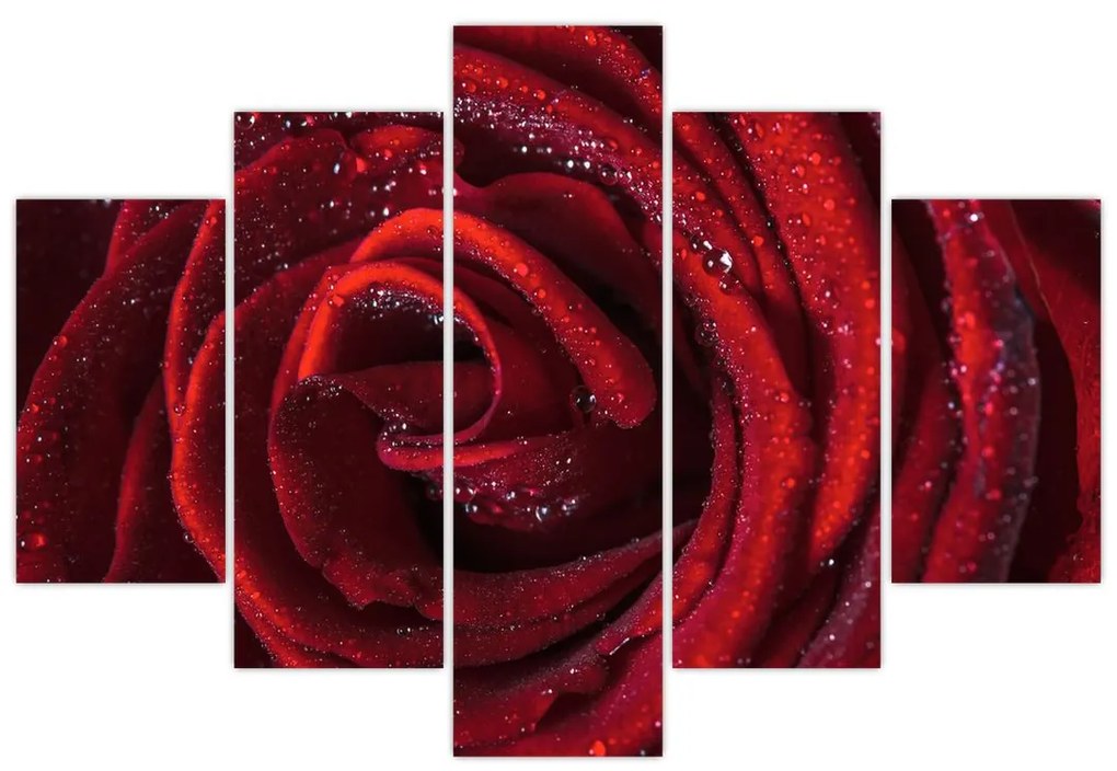 Detail ruže, obraz