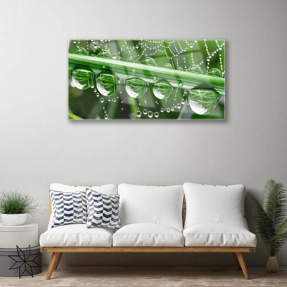 Obraz na skle Pavučina kvapka rastlina 140x70 cm