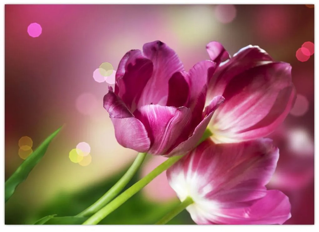 Sklenený obraz ružových tulipánov (70x50 cm)