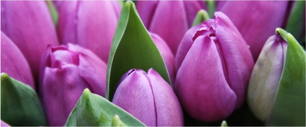 Obraz - kvety tulipánov (120x50 cm)