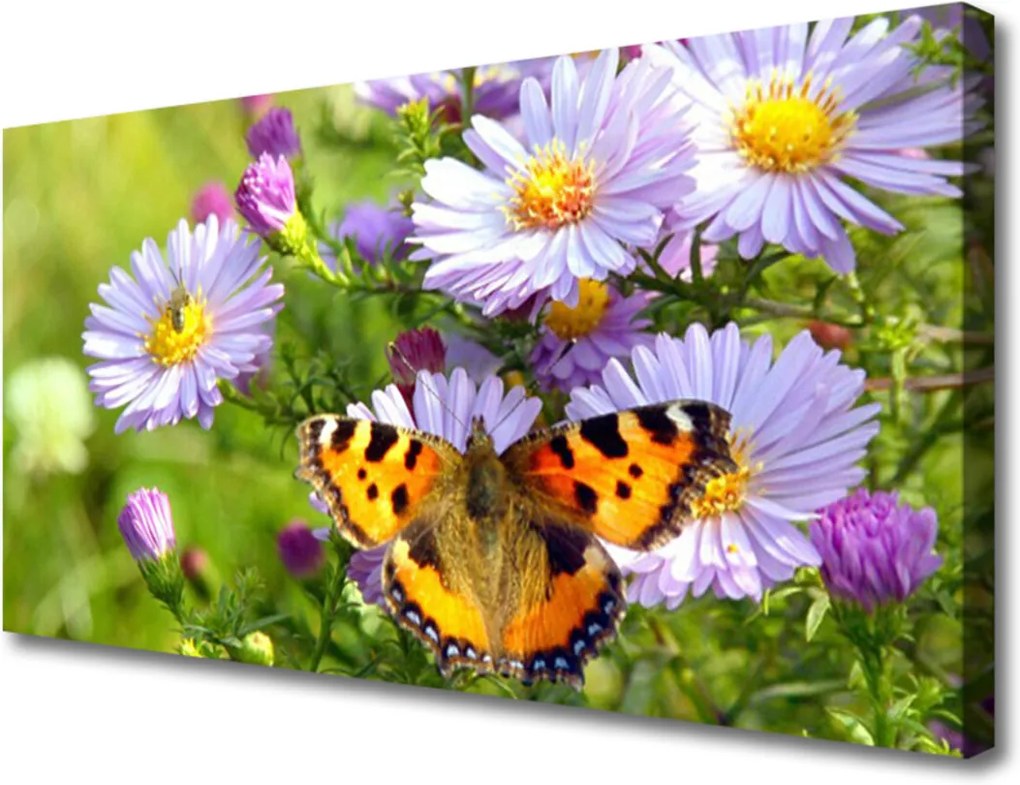 Obraz na plátně Kvety Motýľ Príroda