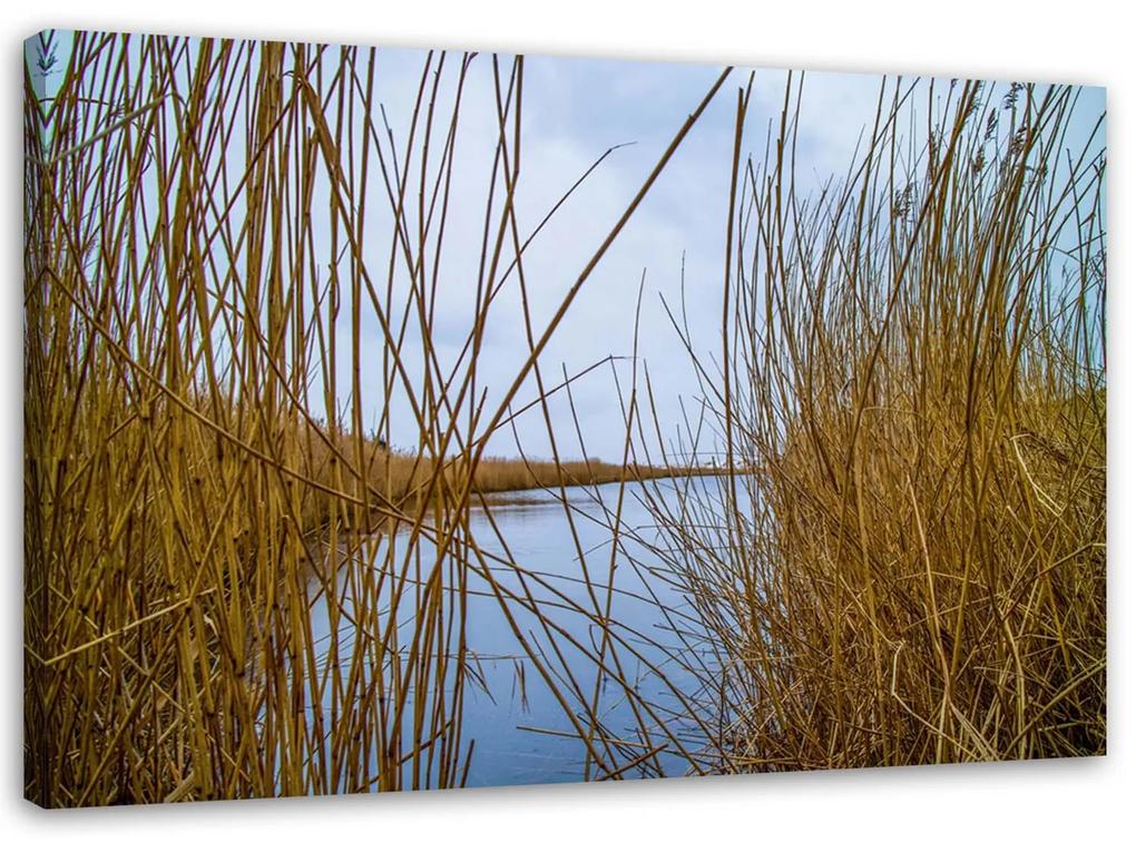 Gario Obraz na plátne Trstina na jazere Rozmery: 60 x 40 cm