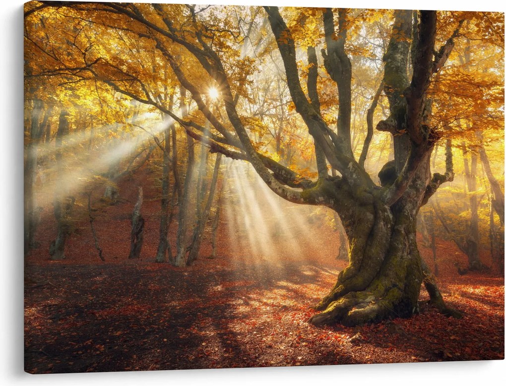 Obraz - Jesenný svit (70x50 cm)