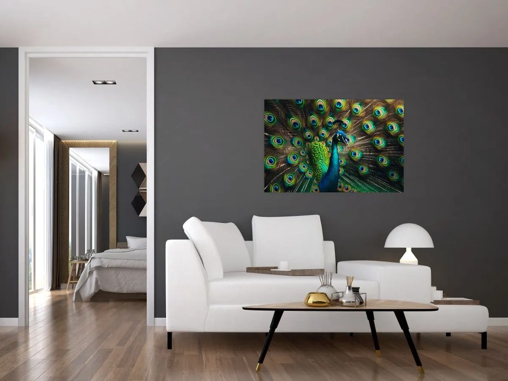 Obraz – Páv (90x60 cm)