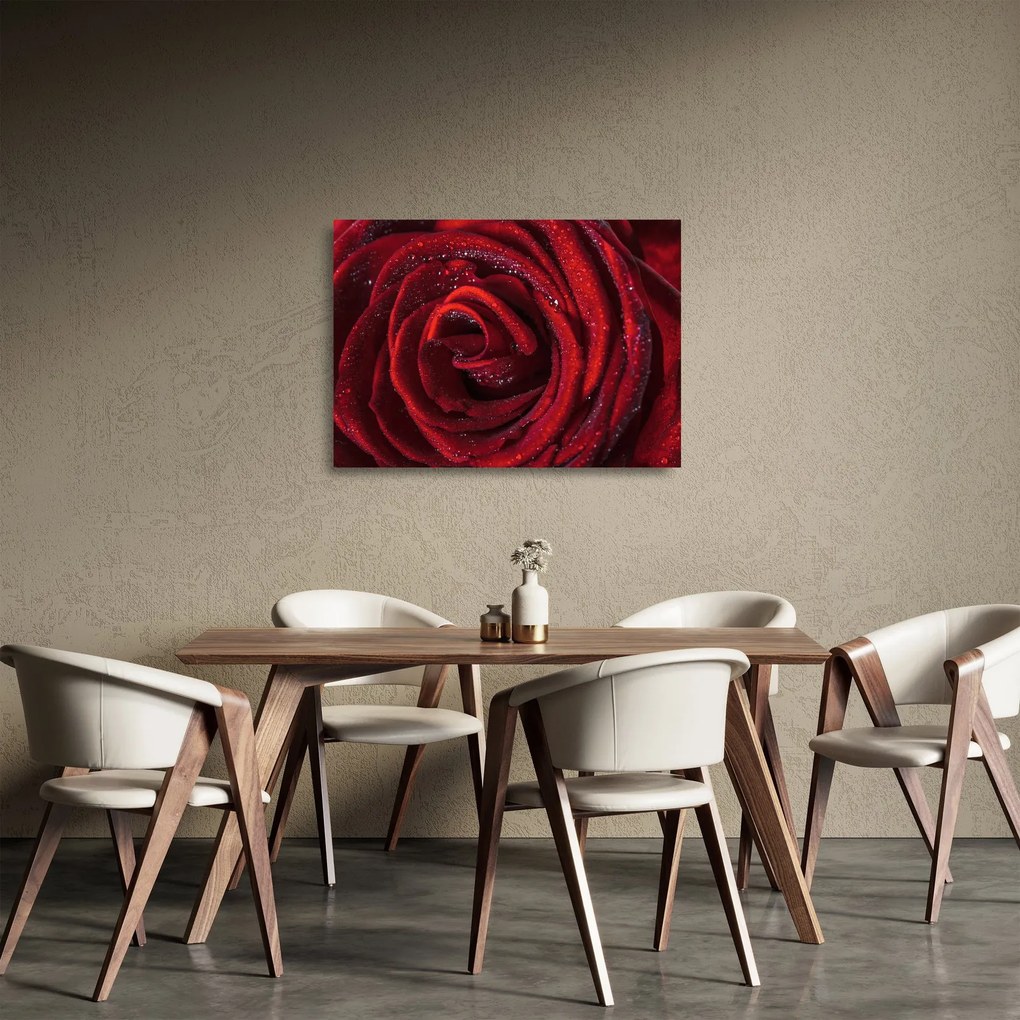 Sklenený obraz - Červená ruža s kvapkami rosy (70x50 cm)