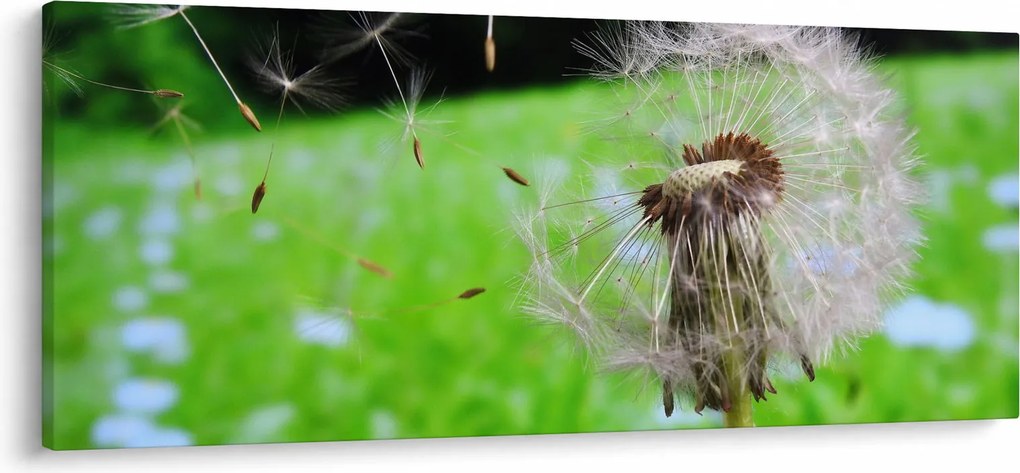 Obraz púpavy (120x50 cm)
