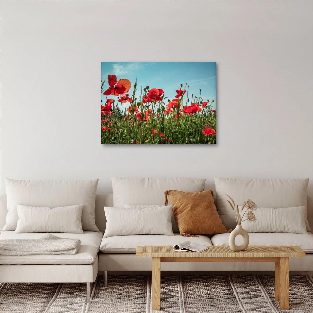 Obraz - Na poli vlčích makov (70x50 cm)