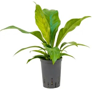 Anthurium elipticum Jungle hybriden 15/19 výška 45 cm