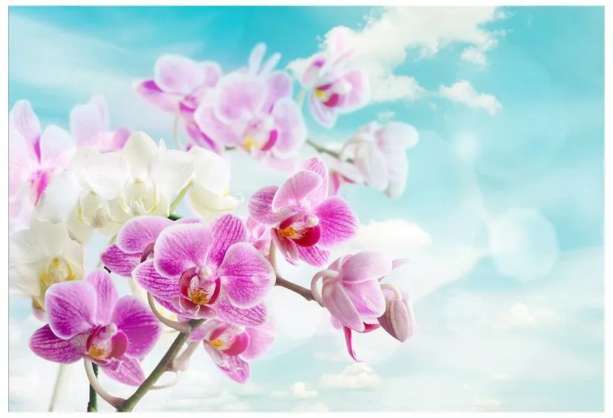 Fototapeta Vliesová Orchidey modrá 312x219 cm