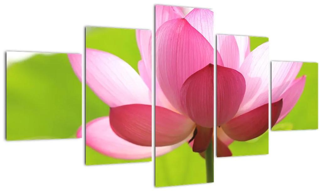 Obraz kvetu Lotusu (125x70 cm), 40 ďalších rozmerov