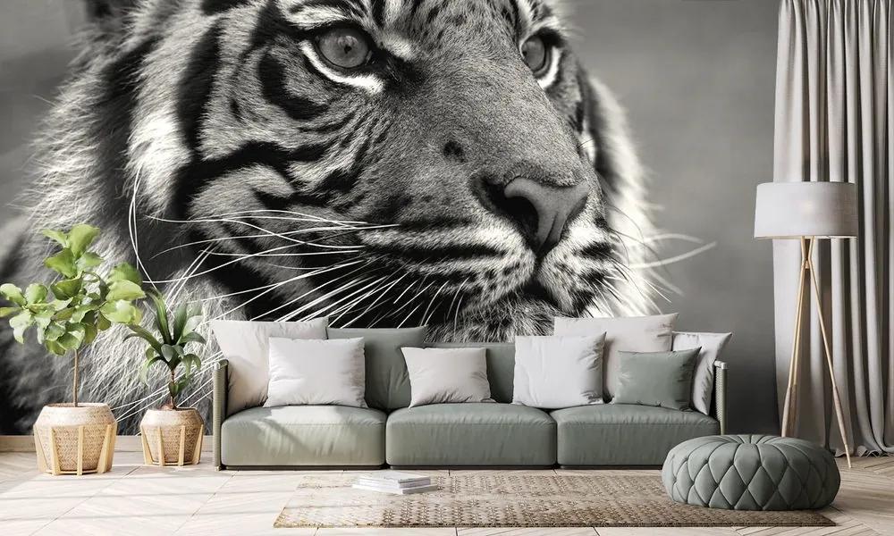 Samolepiaca fototapeta bengálsky čiernobiely tiger - 150x100