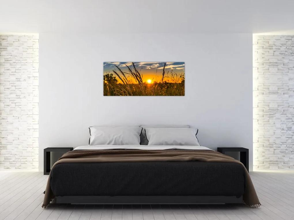Obraz pole pri západe slnka (120x50 cm)