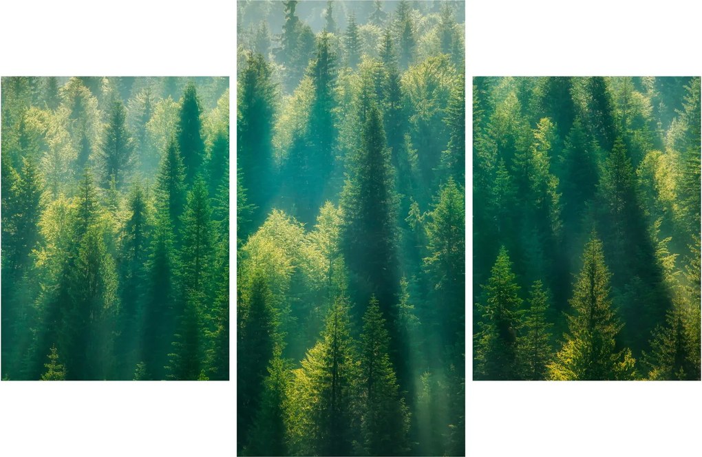 Obraz - Borovicový les (90x60 cm)
