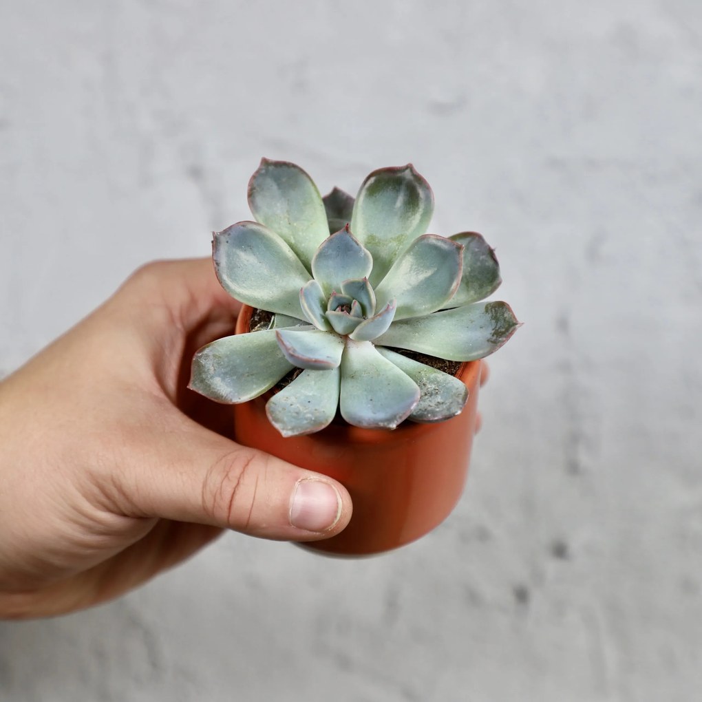 Echeveria blue sky baby